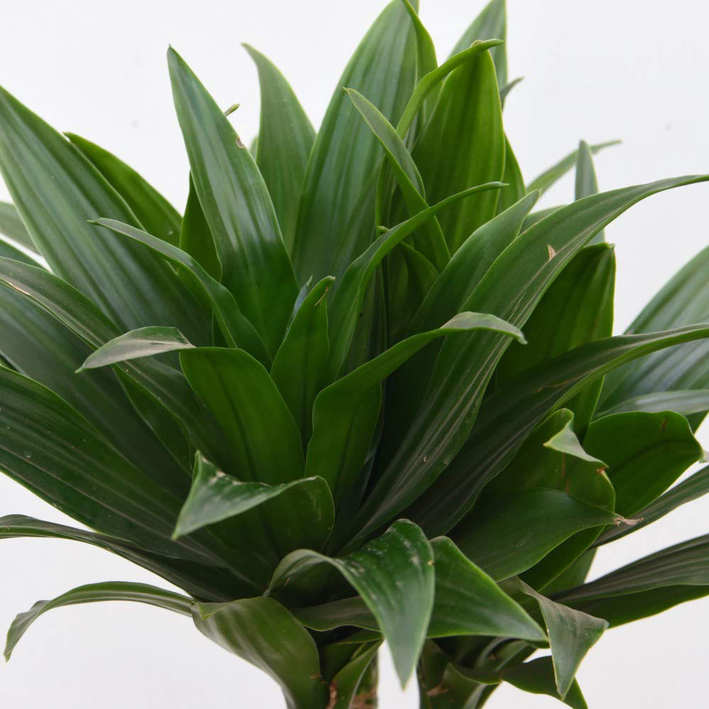 Thompson & Morgan Dracaena Dragon Tree Fragrans Compacta Potted Plant 19cm Image 3