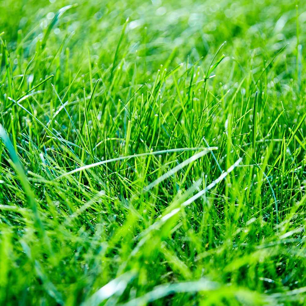 Harrowden Lawn Turf 20sqm Image 5