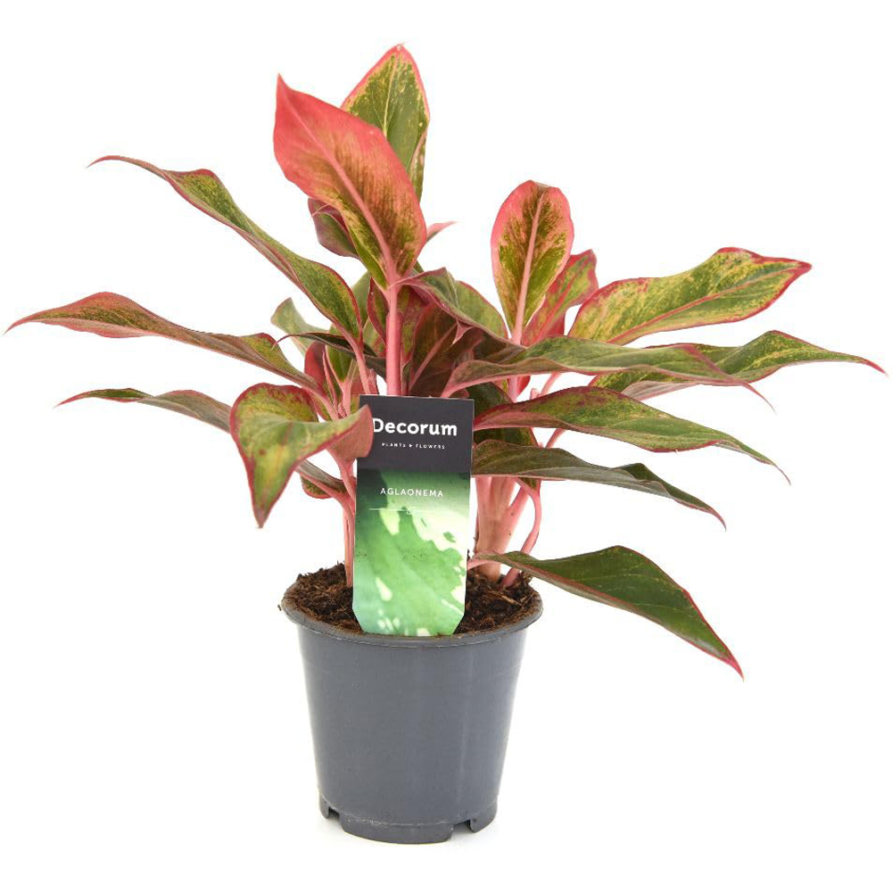 Thompson & Morgan Aglaonema Crete Plant Pot 12cm 2 Pack Image 2