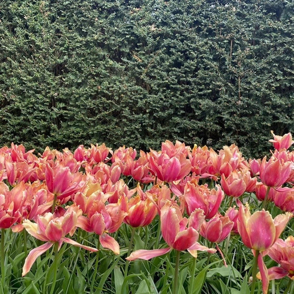 Thompson and Morgan Tulip Callahan Amber and Apricot Planting Bulb 32 Pack Image 5