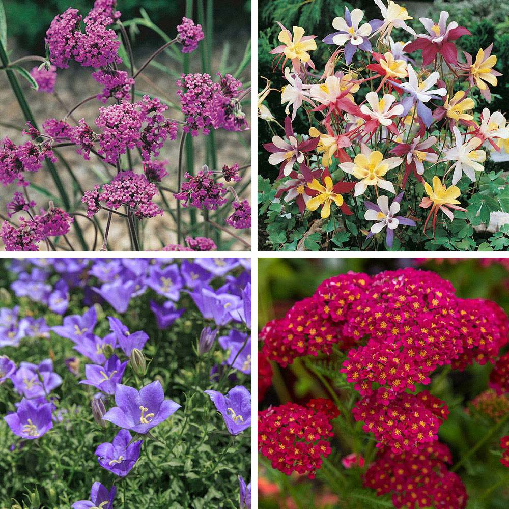 wilko Cottage Garden Assorted Perennial Collection 12 Plugs Image 4