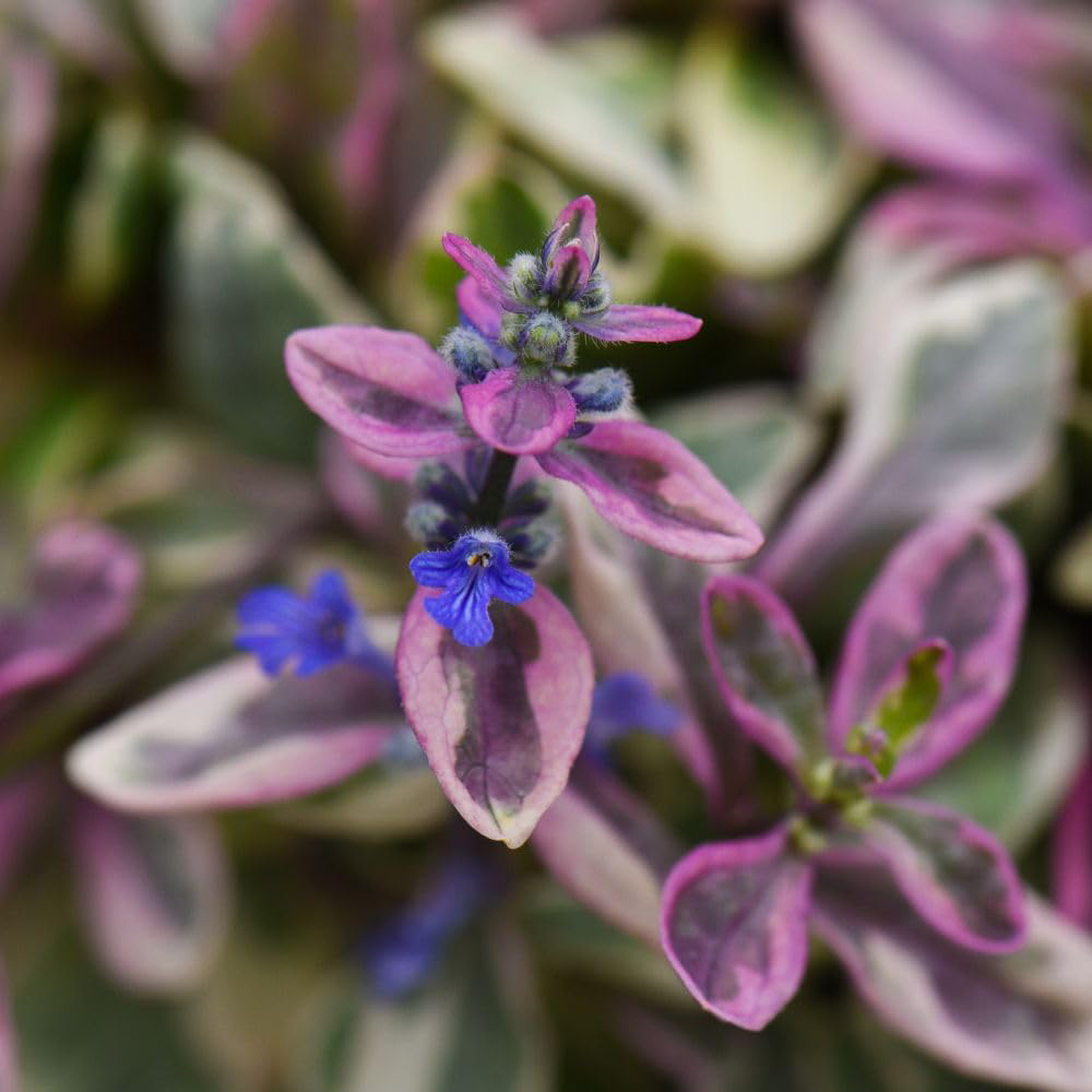 Thompson & Morgan Ajuga Tenorei Princess Nadia Plant Pot 3L Image 2