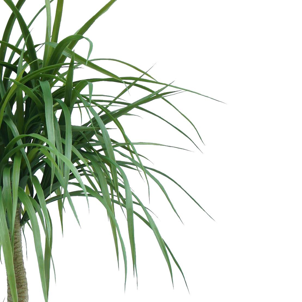 Botanik Dracaena Artificial Tree in Pot 4ft Image 2