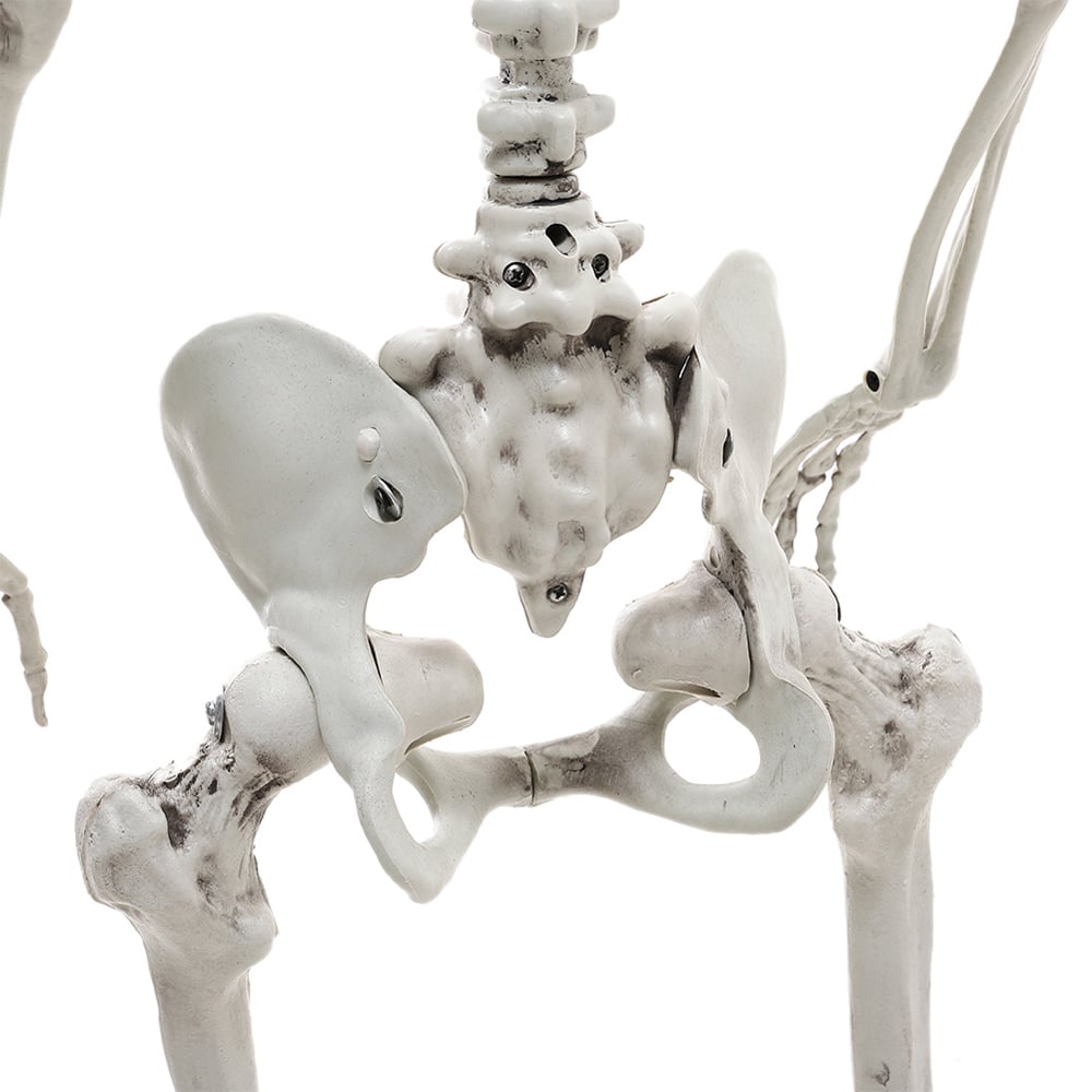 Living and Home Halloween Realistic Full Body Skeleton 160cm Image 4