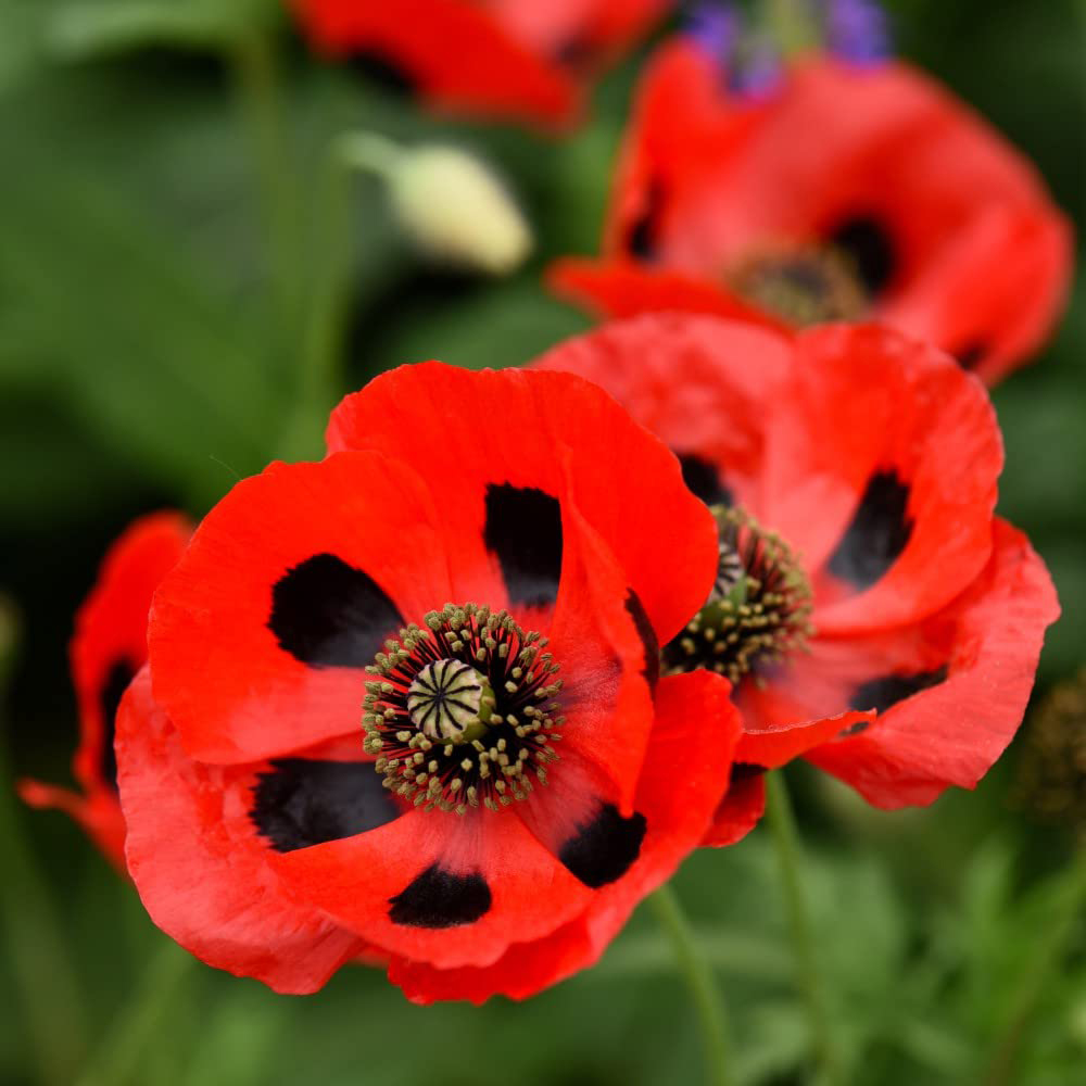 Thompson & Morgan Poppy Ladybird Kids Seeds Image 1