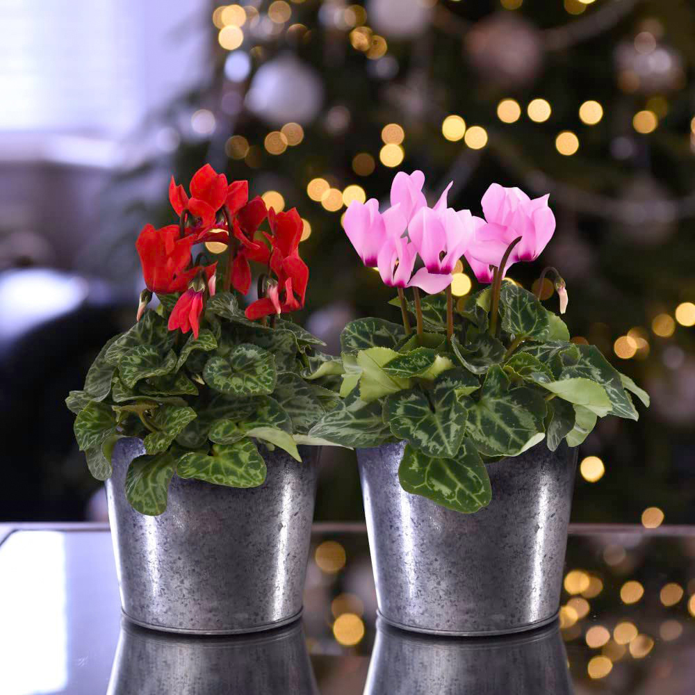 Thompson and Morgan Christmas Gift Cyclamen Duo Plant Pot Image 1