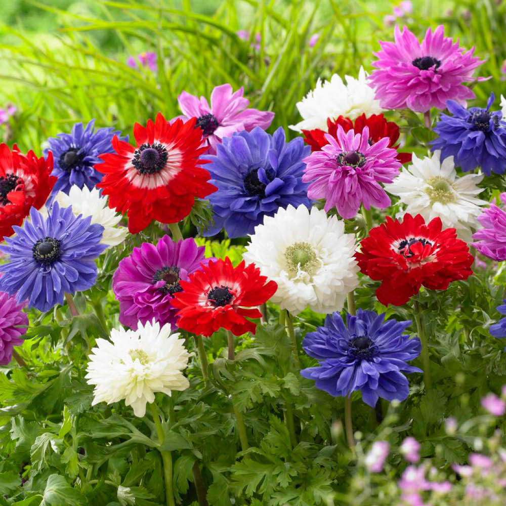 YouGarden Anemone St Brigid Planting Bulb 50 Pack Image 1