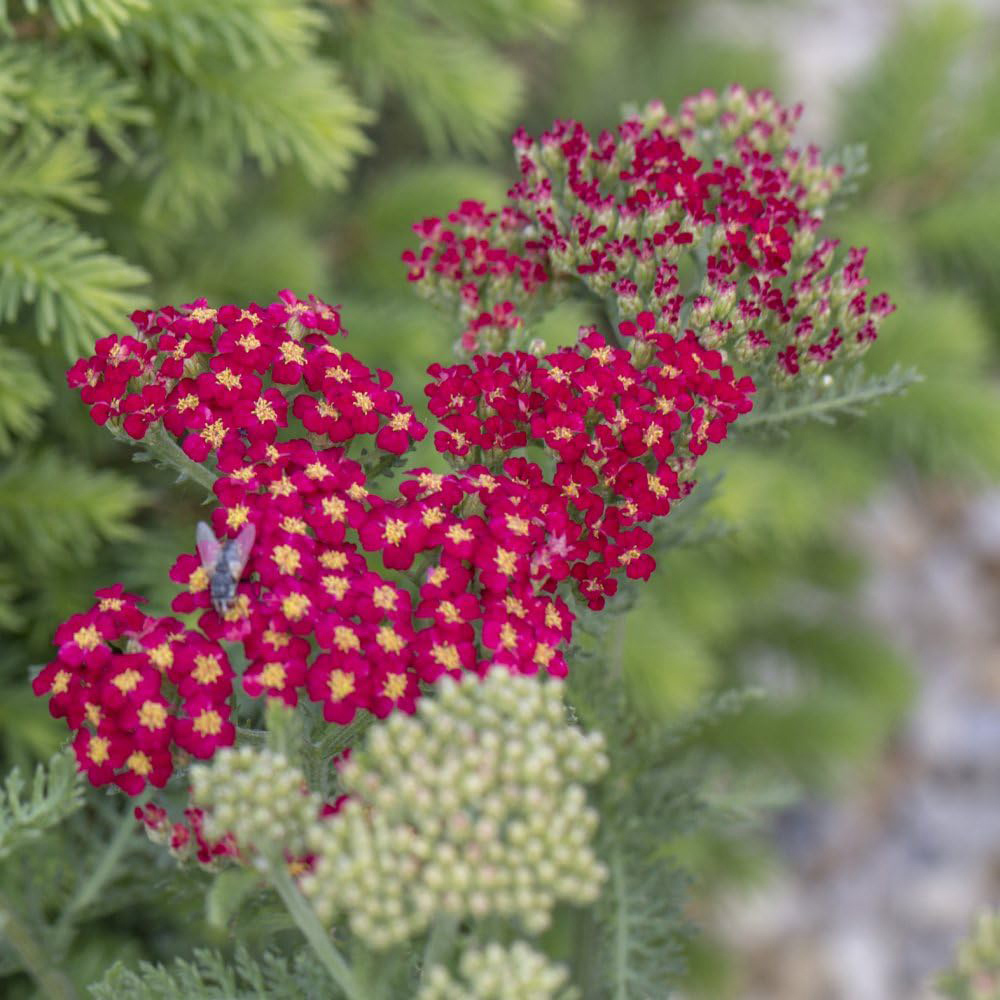 Thompson and Morgan Achillea Millefolium Cerise Queen Plant Pot 9cm Image 2