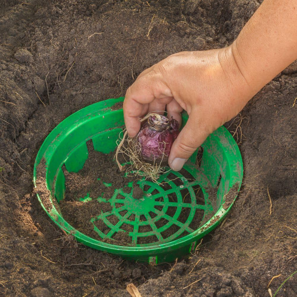 Thompson and Morgan Bulb Planting Basket 5 Pack Image 3
