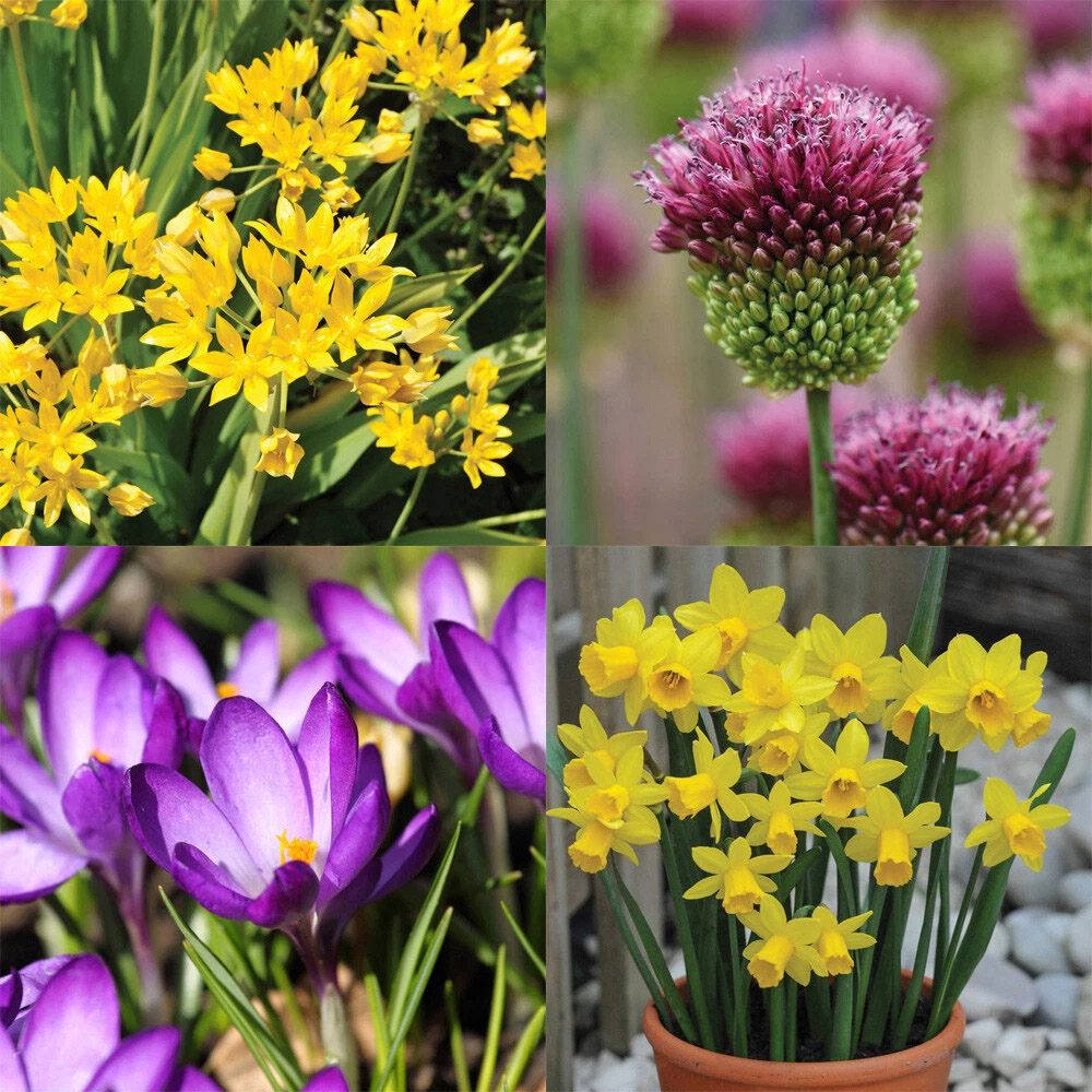 Thompson and Morgan Flowering Bonanza Collection Spring Planting Bulb 100 Pack Image 1