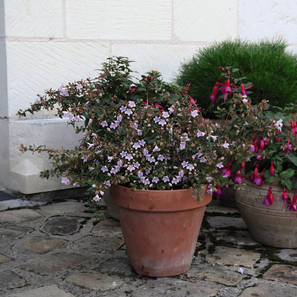 Thompson and Morgan Abelia Grandiflora Pink Pong Plant Pot 3L Image 4
