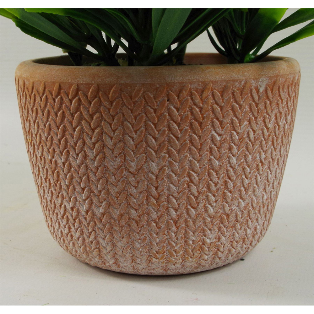 Leaf Dark Green Foliage Honey Plant in Terracotta Pot 22cm Image 3