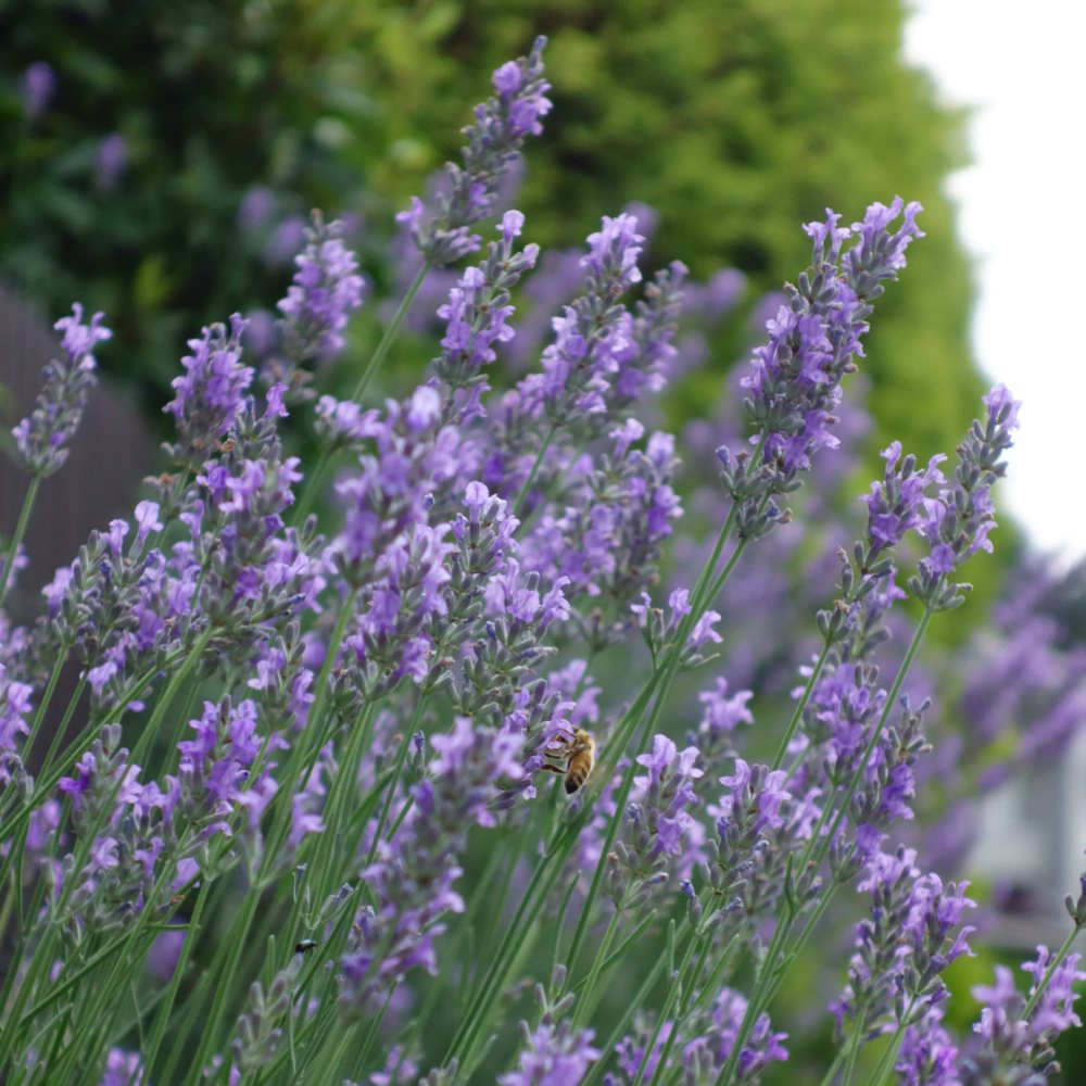Thompson and Morgan Lavandula Lavender Munstead Potted Plant 1L 3 Pack Image 4