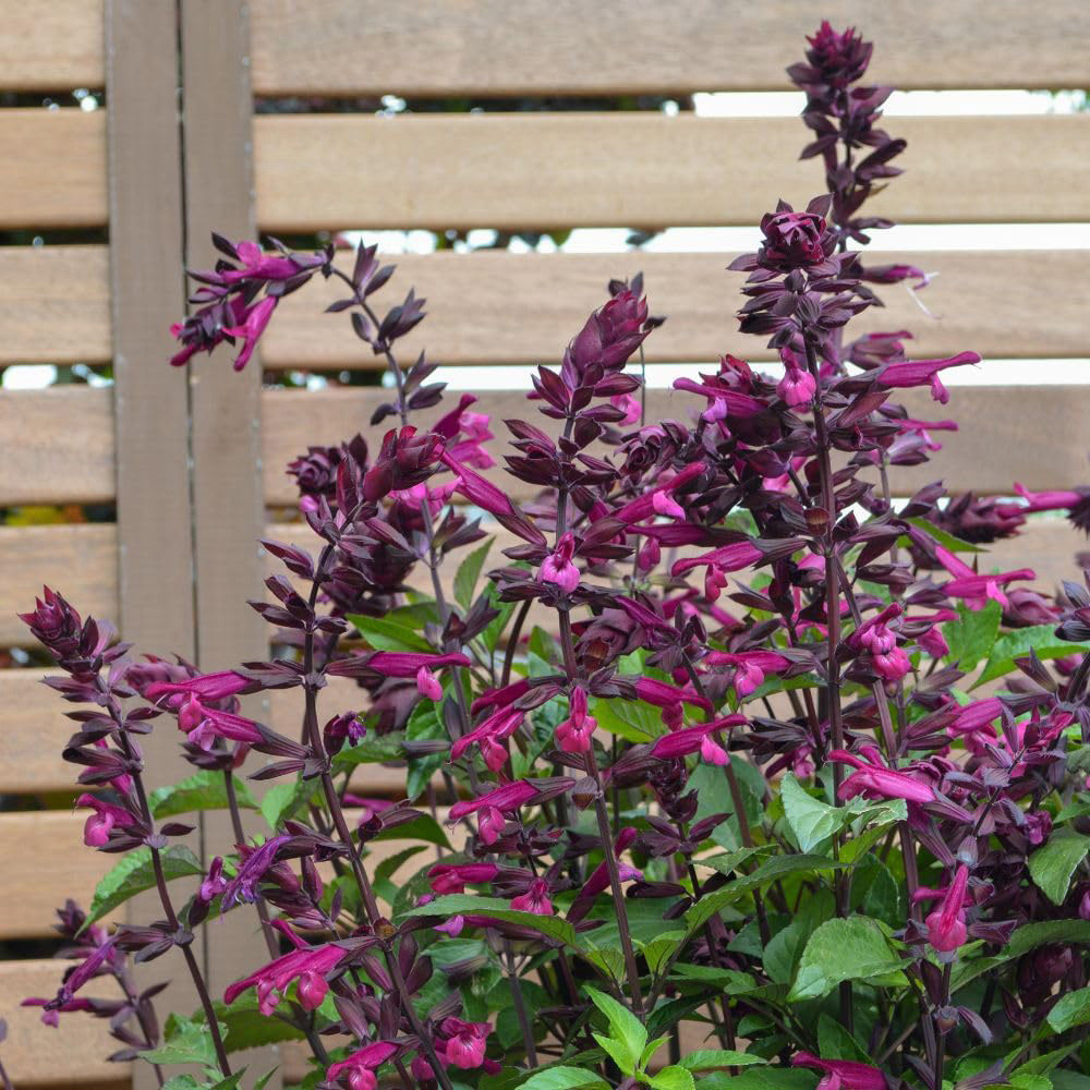 Thompson and Morgan Salvia Love and Wishes Plant Pot 2L Image 2