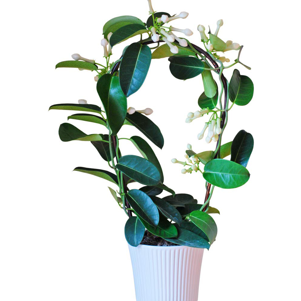 Thompson and Morgan Stephanotis Floribunda On A Hoop Plant in Pot 12cm Image 2