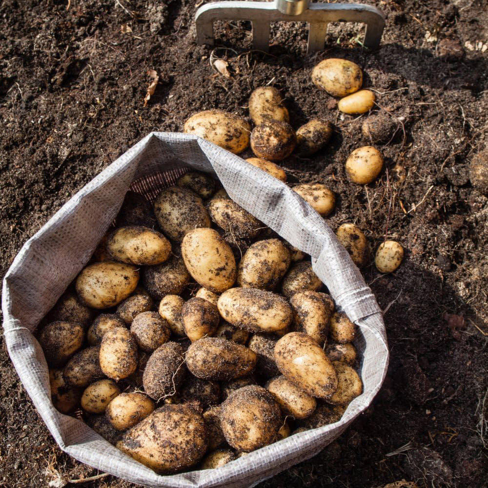 Thompson and Morgan Potato Patio Kit Image 2