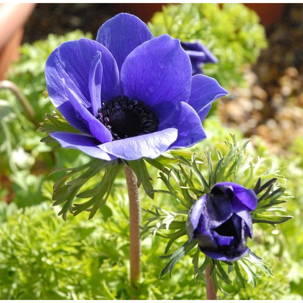 Thompson and Morgan Anemone Mr Fokker Planting Bulb 32 Pack Image 2