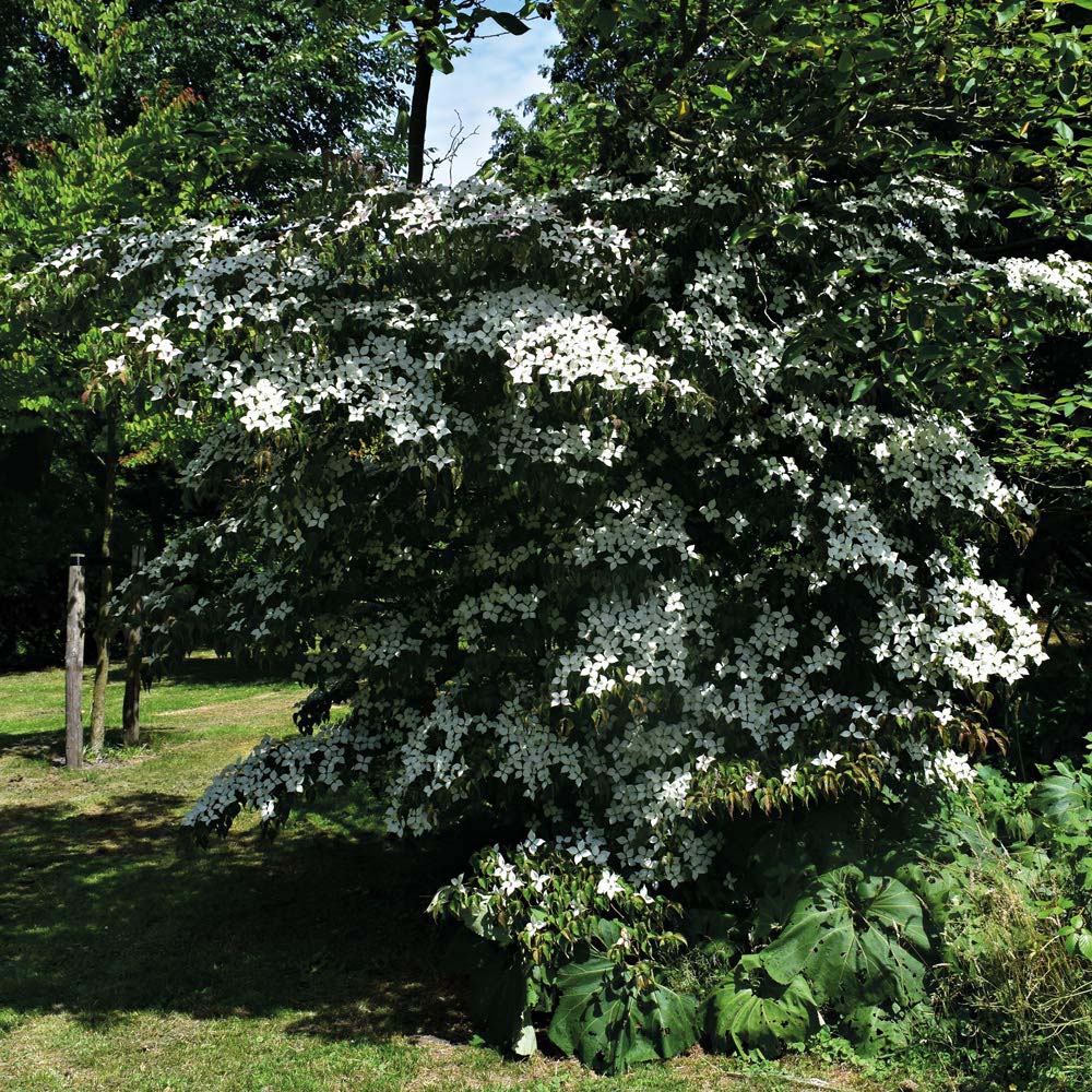 Thompson and Morgan Cornus Kousa Plant Pot 9cm Image 2