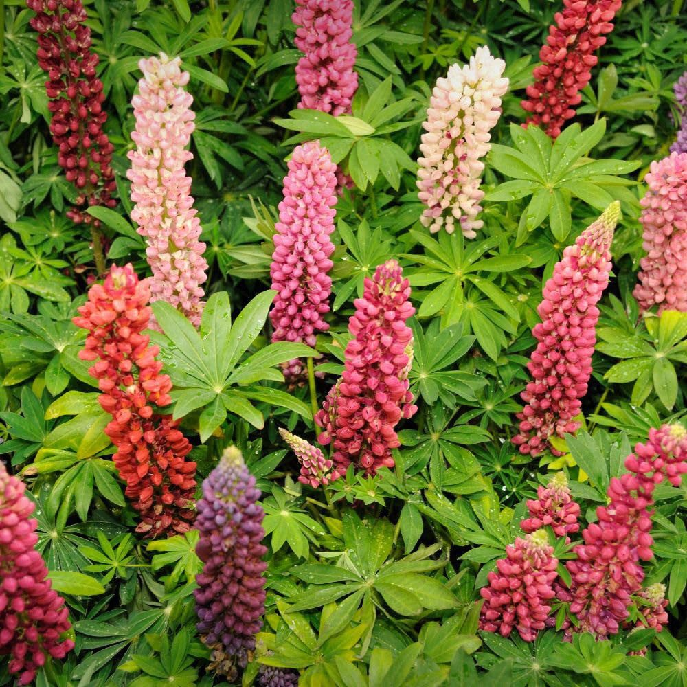 Thompson and Morgan Everlasting Perennial Collection Bare Root 60 Pack Image 6