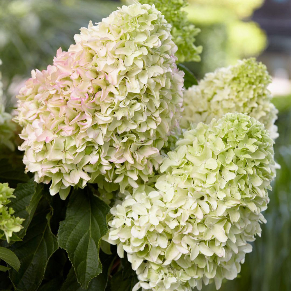 Thompson and Morgan Hydrangea Little Fresco Plant in Pot 9cm Image 2