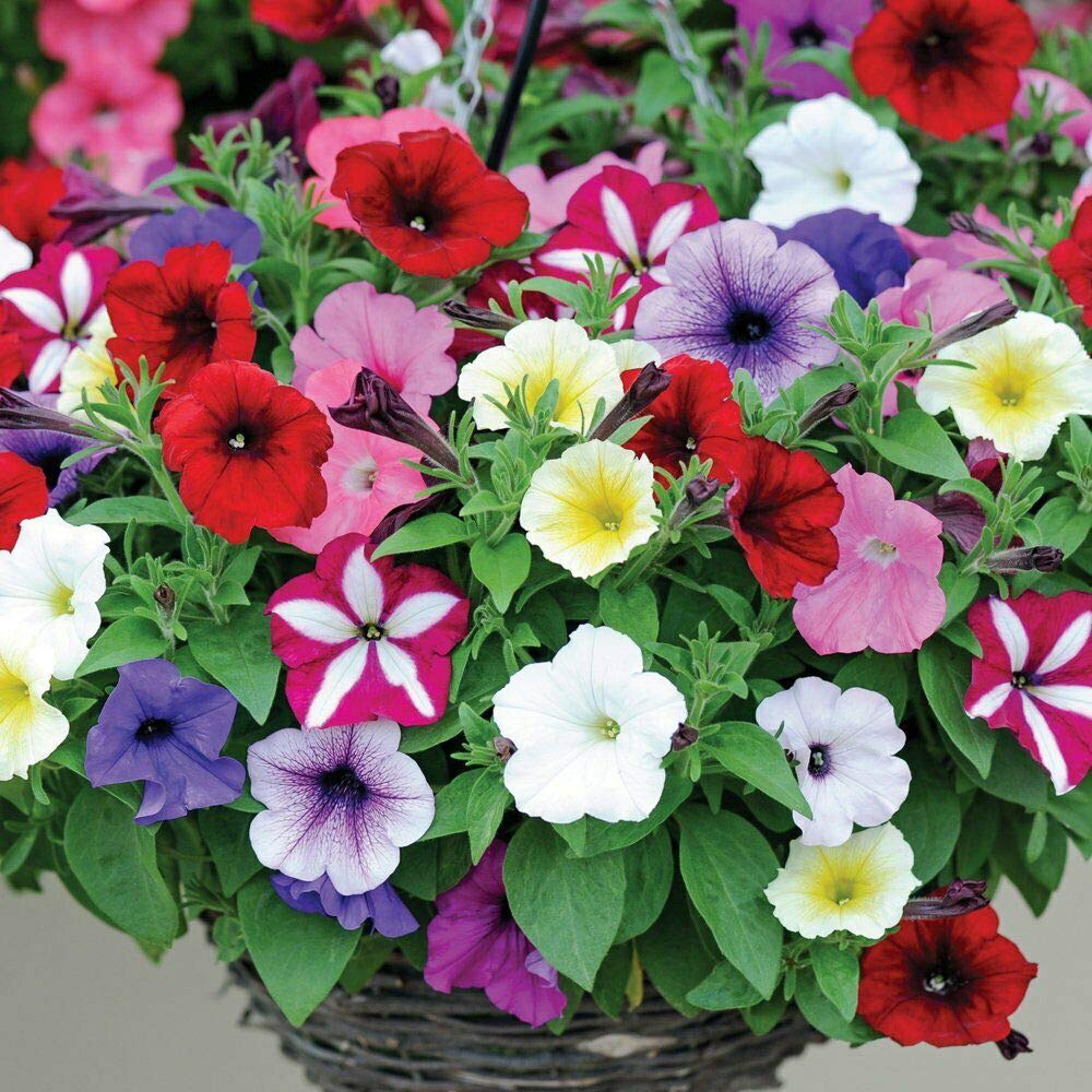 Thompson and Morgan Nurserymans Choice Hanging Basket Mixed Postiplugs 10 Pack Image 4