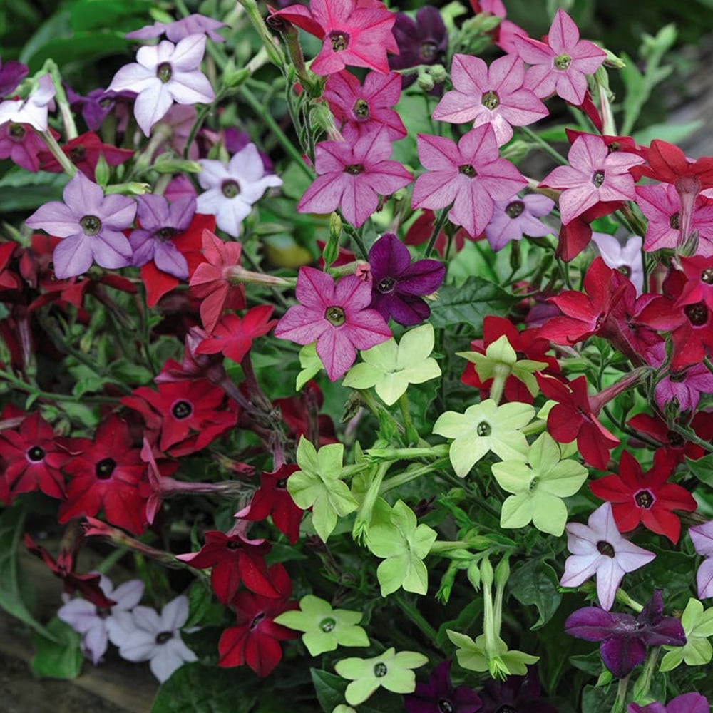 Thompson and Morgan Nicotiana Eau De Cologne Mixed Plant Plugs 6 Pack Image 3