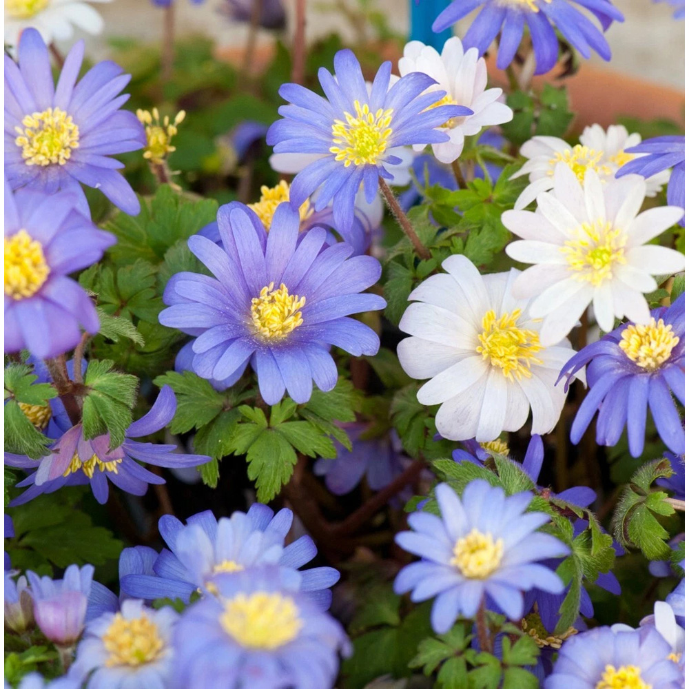 Thompson and Morgan Anemone Blanda Mixed Planting Bulb 80 Pack Image 2