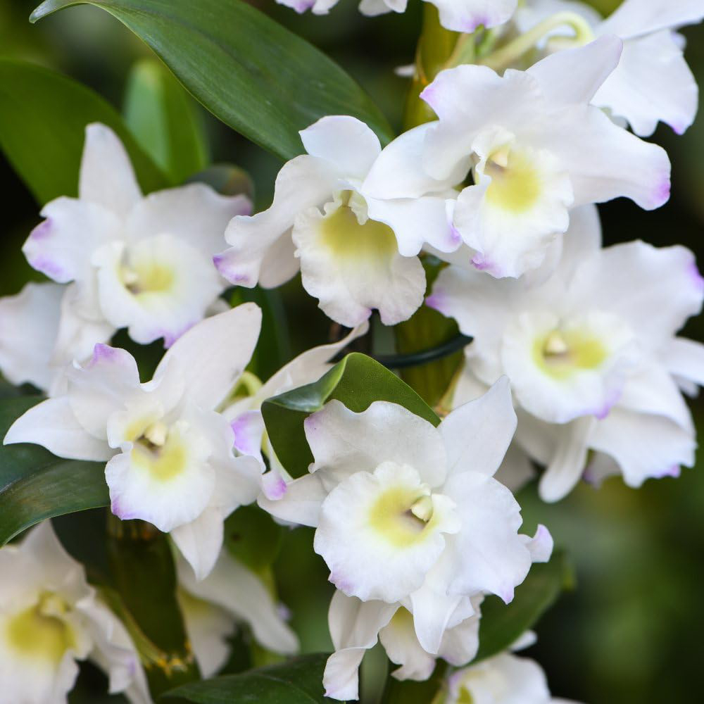 Thompson and Morgan Christmas Gift Orchid Dendrobium Apollon Plant Pot 12cm Image 2