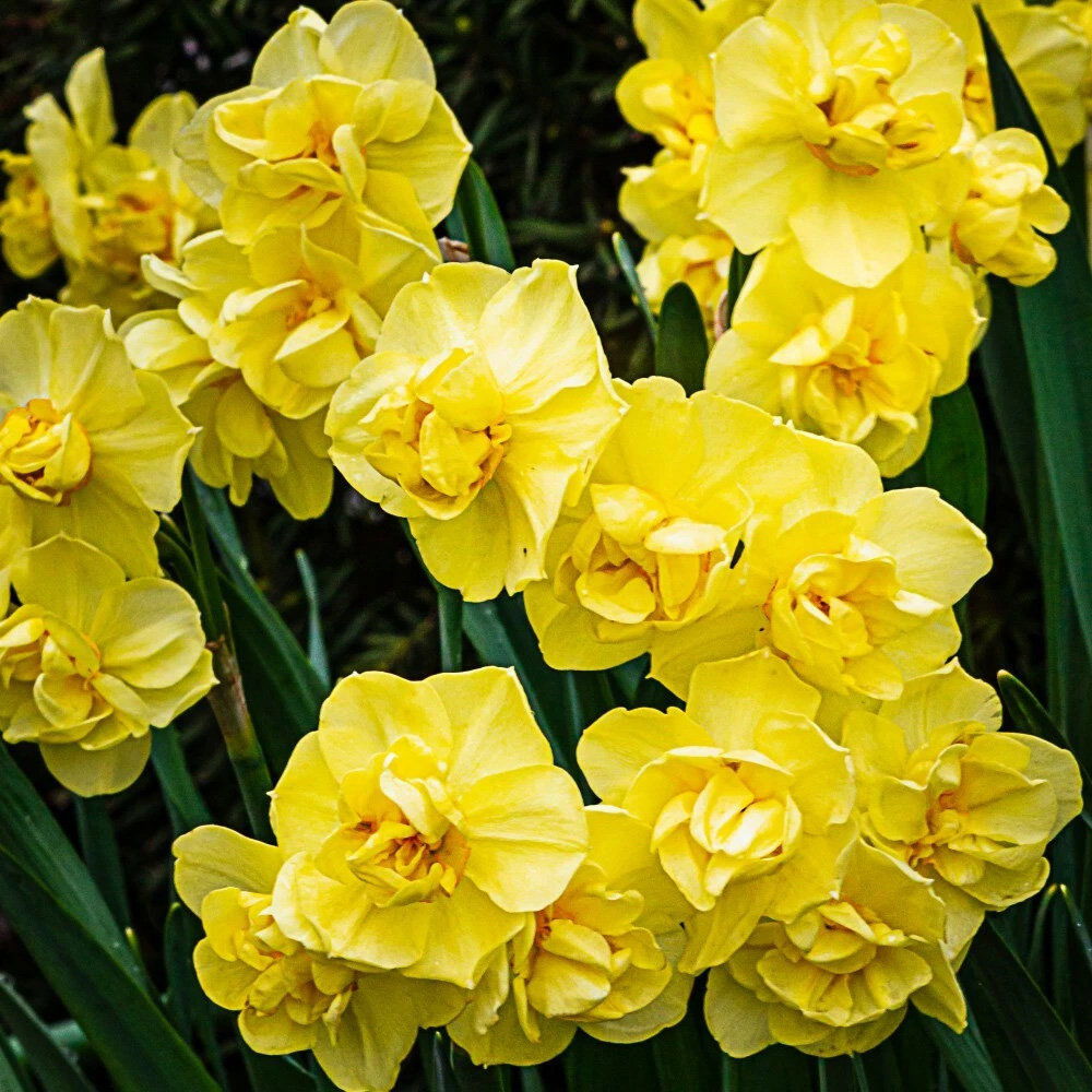 Thompson and Morgan Daffodil Cheerfulness Yellow Planting Bulb 32 Pack Image 5