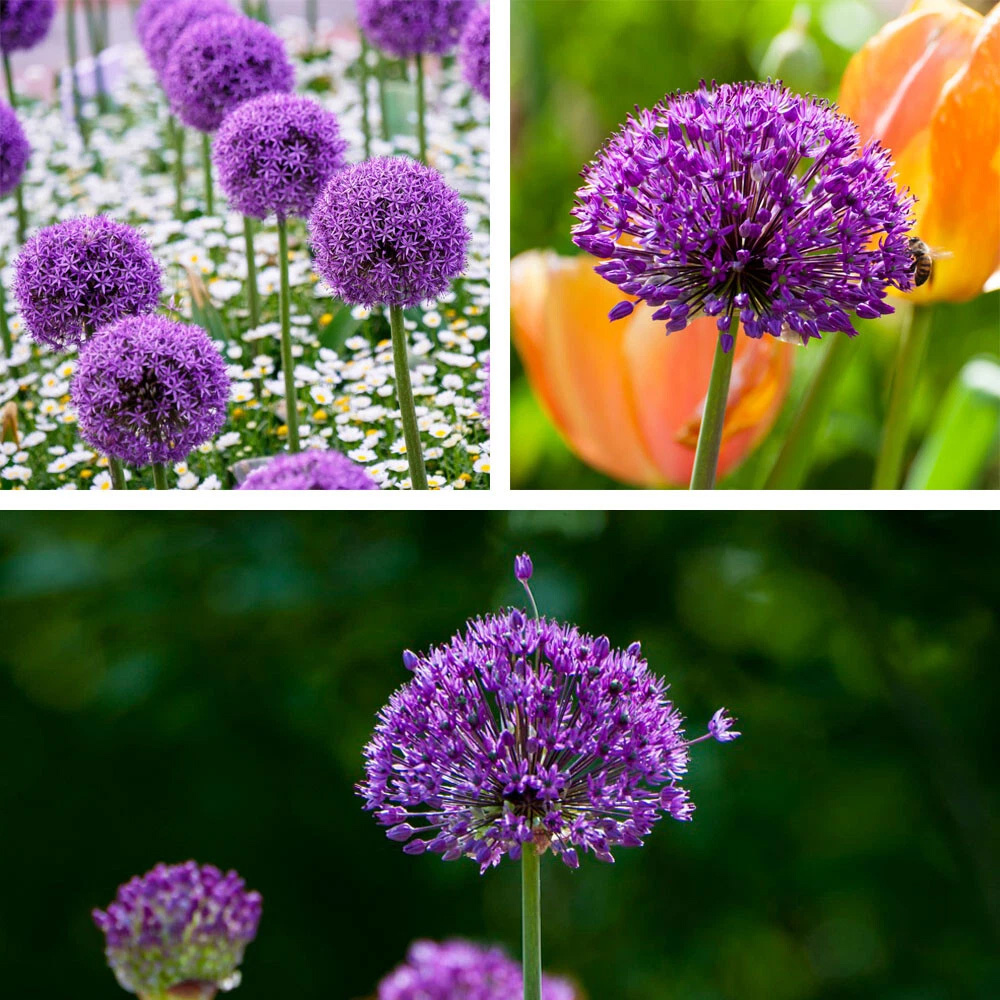 Thompson and Morgan Allium Purple Sensation Planting Bulb 8 Pack Image 1