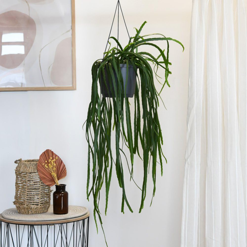 Thompson and Morgan Lepismium Bolivianum Hanging Basket 17cm Image 1