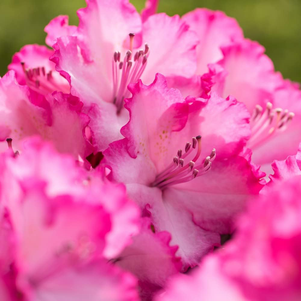 Thompson and Morgan Rhododendron XXL Plant Pot 9cm 2 Pack Image 3