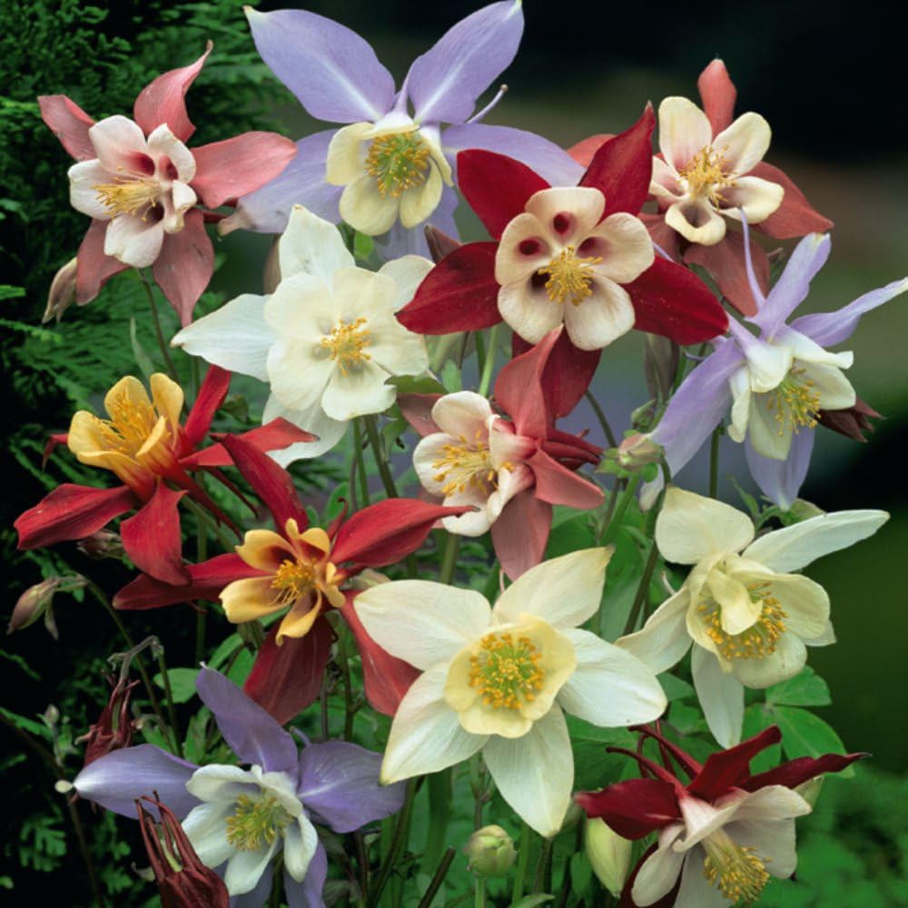 Thompson and Morgan Best Value Rainbow Perennial Collection Plug Plant 144 Pack Image 2