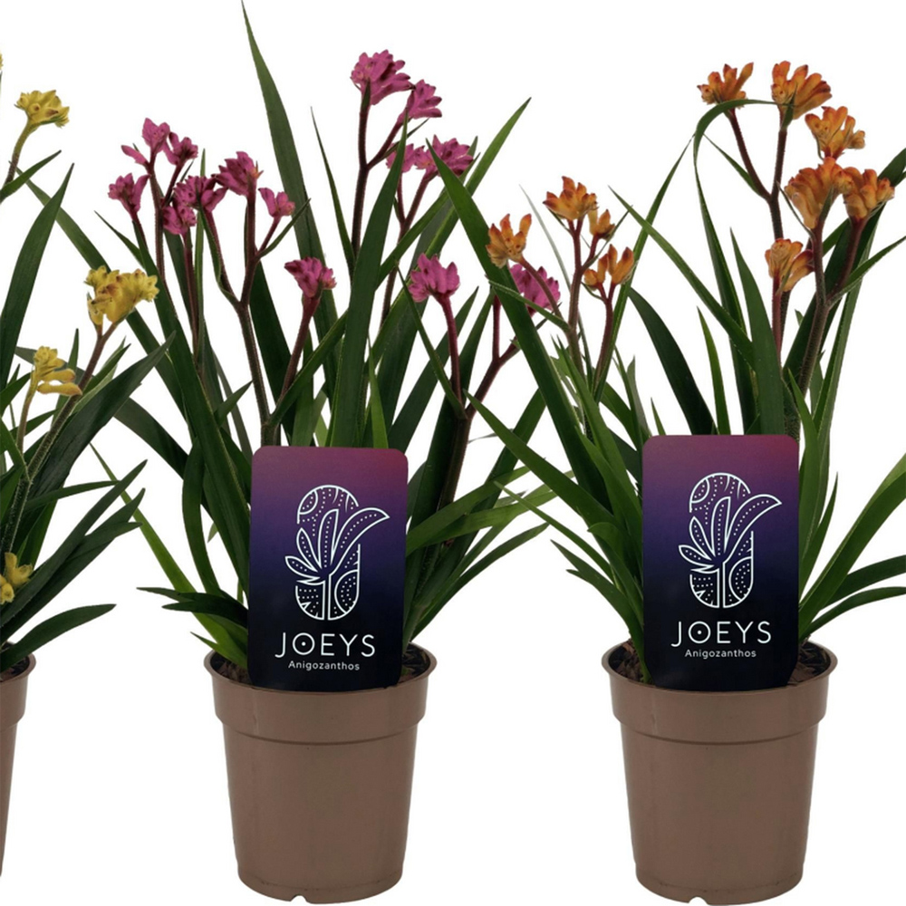 Anigozanthos Plant Image 4