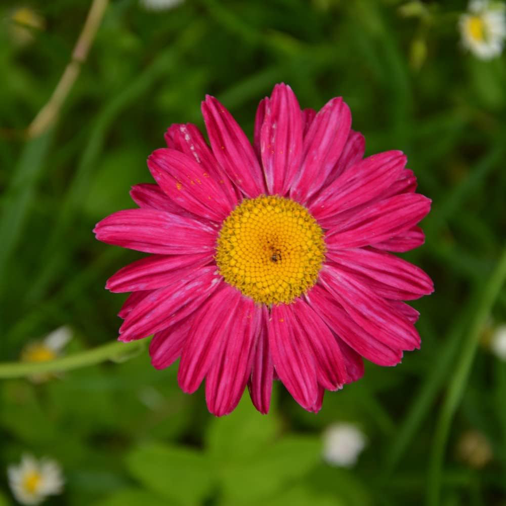 Thompson and Morgan Nurserymans Choice Perennial Cottage Garden Plant Pot 9cm x 9 Image 2