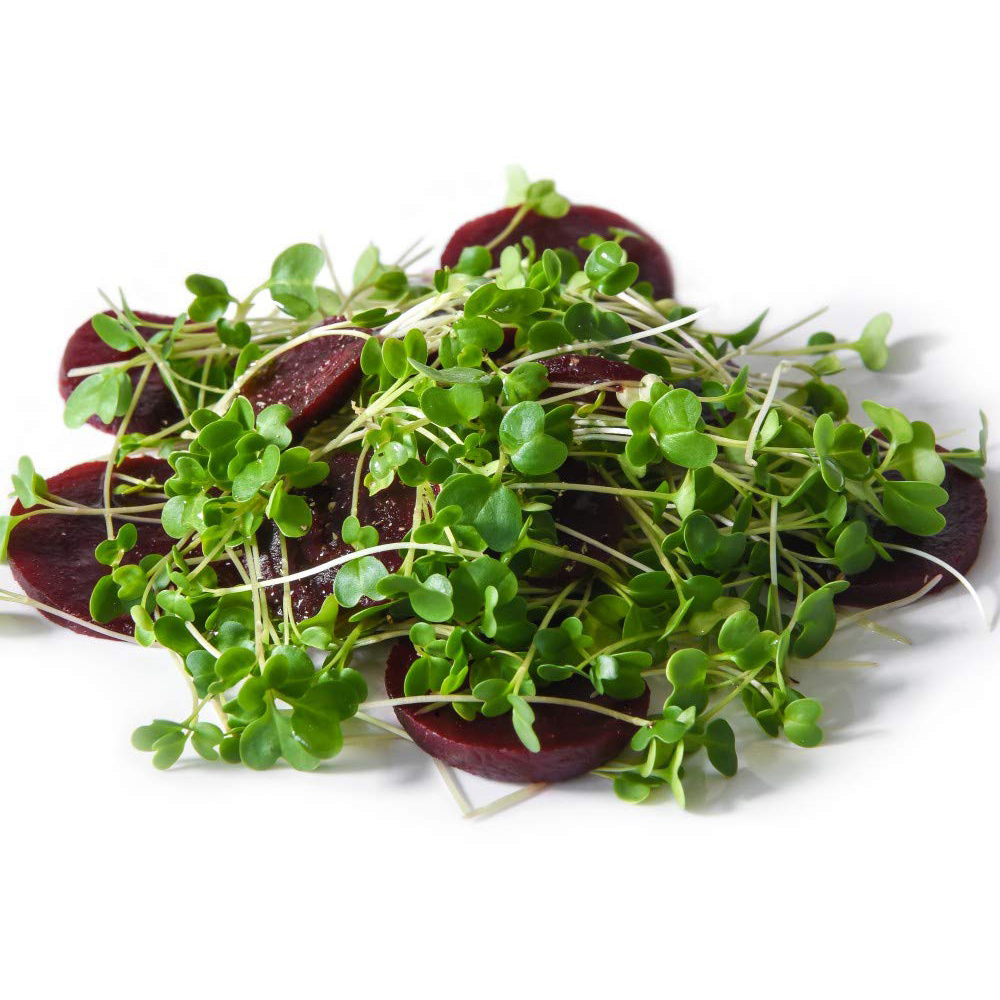 Thompson and Morgan Microgreens Cavolo Nero Nero Di Toscana Seeds Image 2