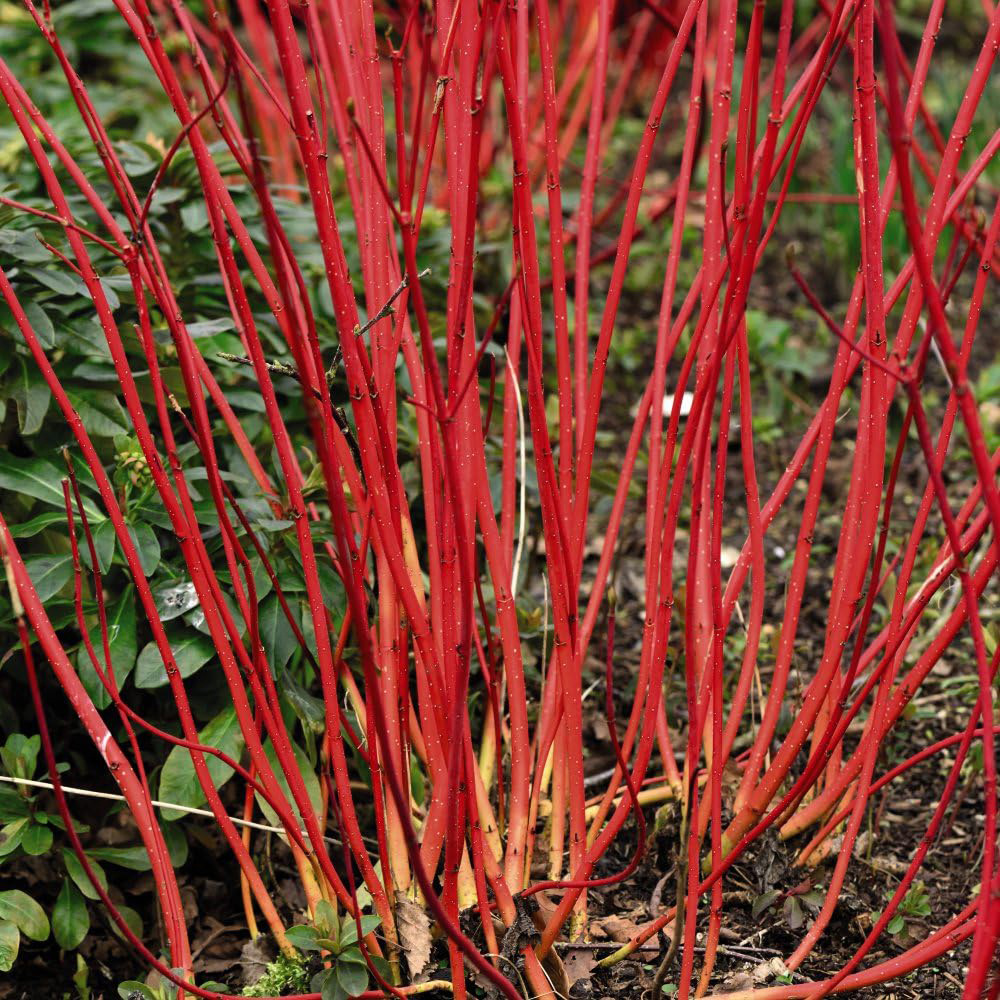 Thompson and Morgan Cornus Winter Duo Plant Pot 9cm 2 Pack Image 4