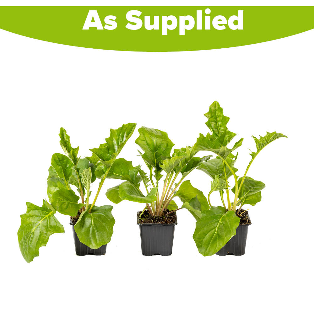 YouGarden Hardy Gerbera Garvinea Collection Plant Pot 7cm 3 Pack Image 5