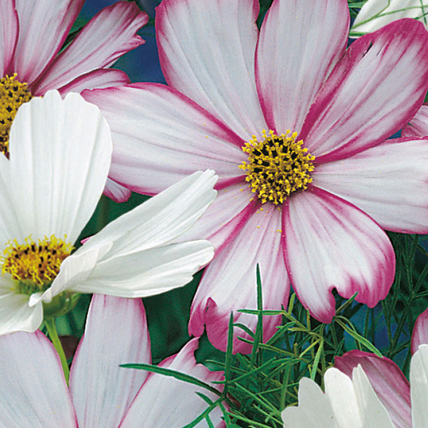 Johnsons Cosmos Peppermint Rock Flower Seeds Image 1