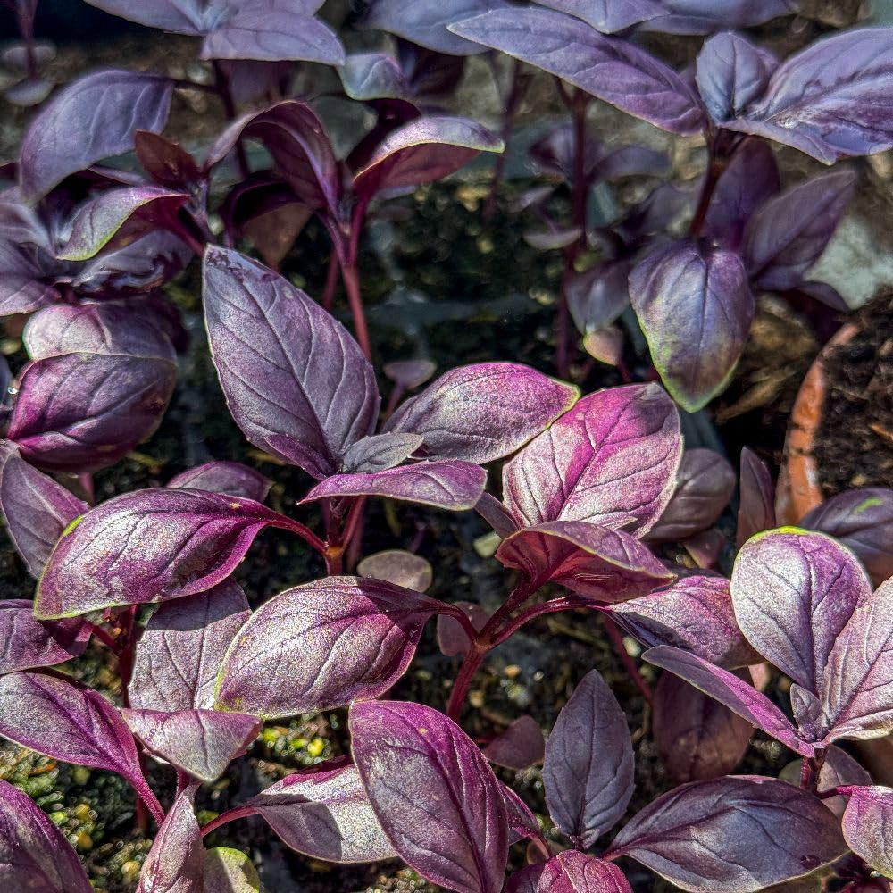 Thompson & Morgan Basilicious Velvet-Spice F1 Basil Seeds Image 2