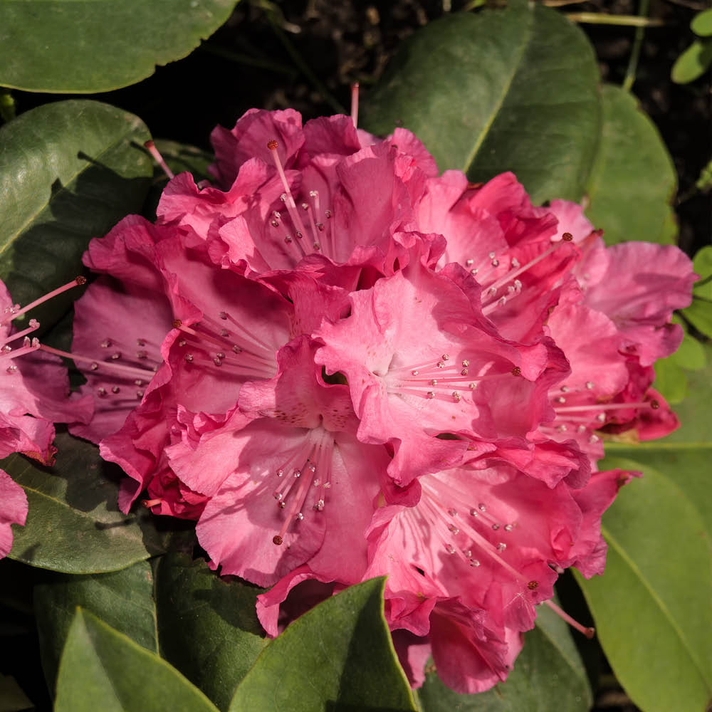 YouGarden Rhododendron Hybrid Collection Plant Pot 15cm Image 3