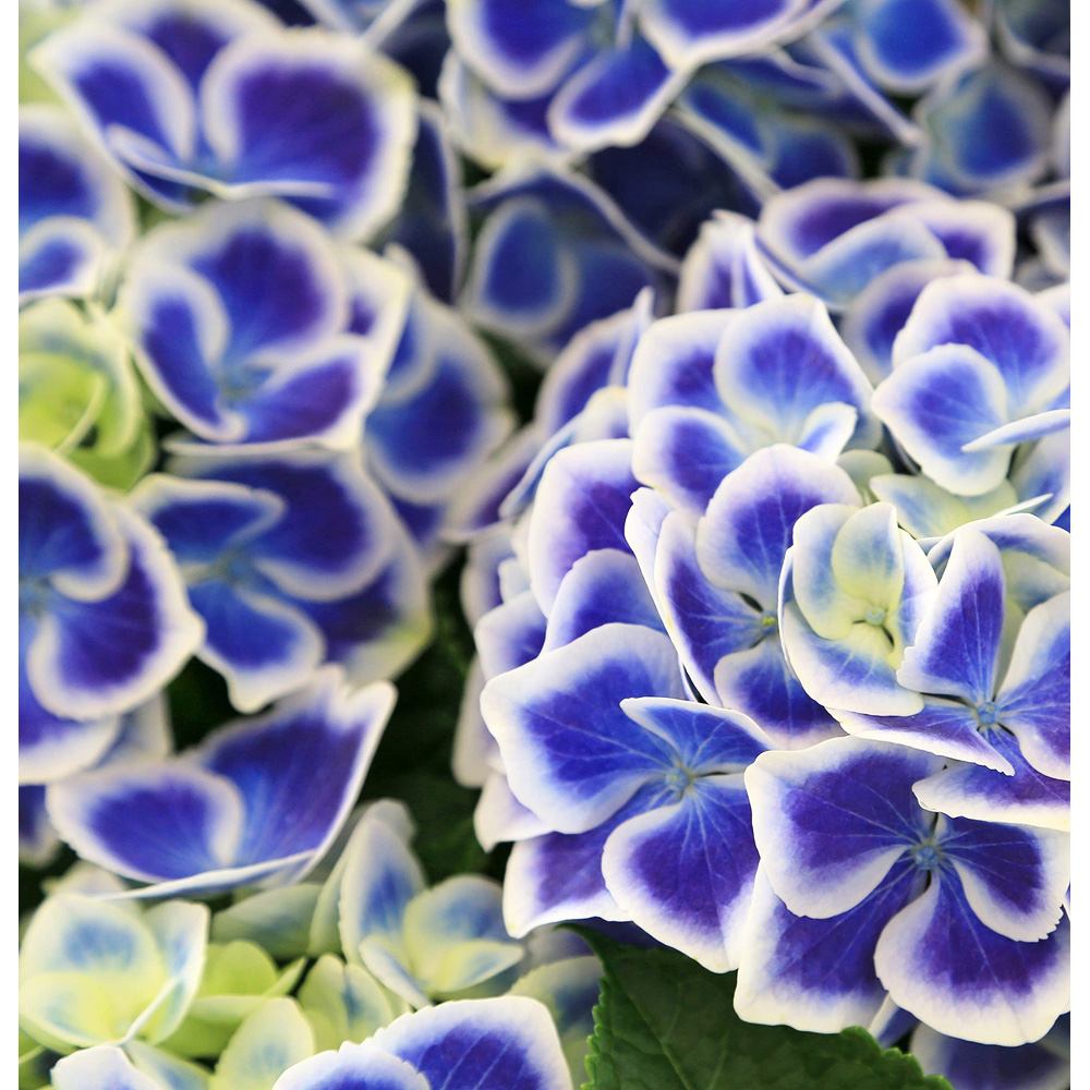 Thompson and Morgan Hydrangea Bicolour Bavaria Plant Pot 10.5cm 2 Pack Image 4