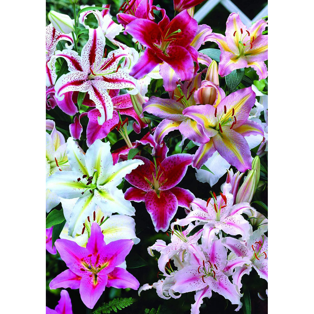 Thompson & Morgan Crazy Colour Collection Planting Bulb 50 Pack Image 5
