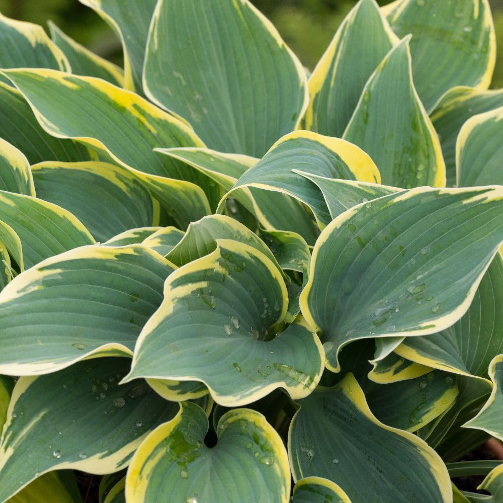 Thompson and Morgan Hosta First Frost Plant Pot 9cm 3 Pack Image 1
