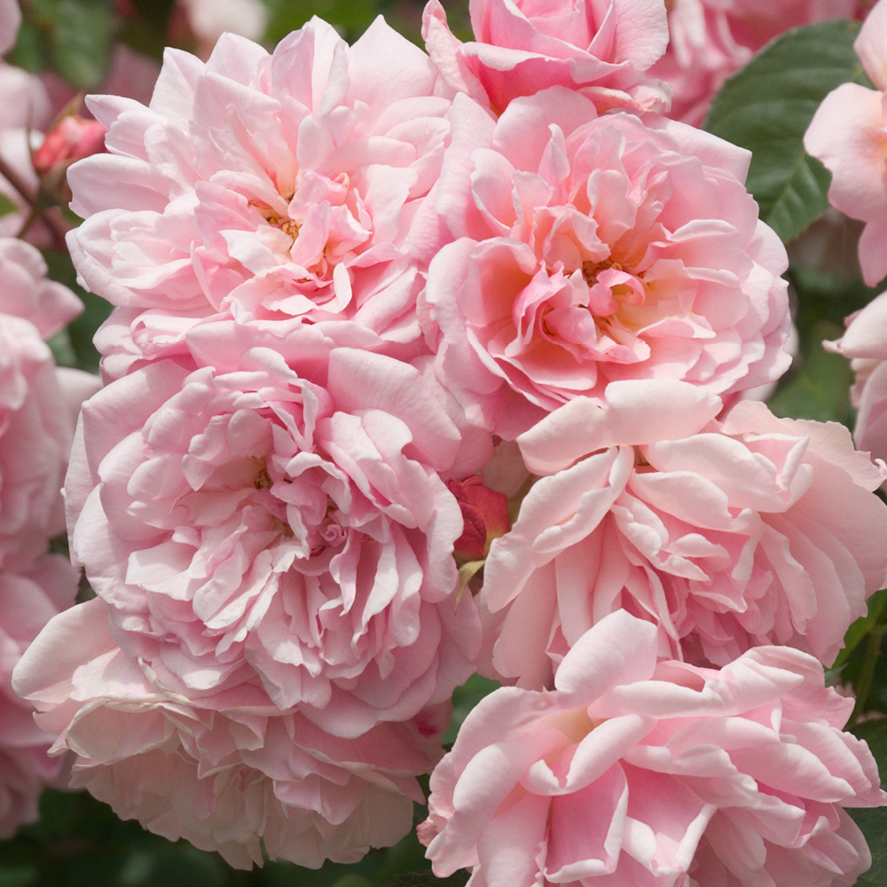 YouGarden Rose Felicia Bare Root Image 2