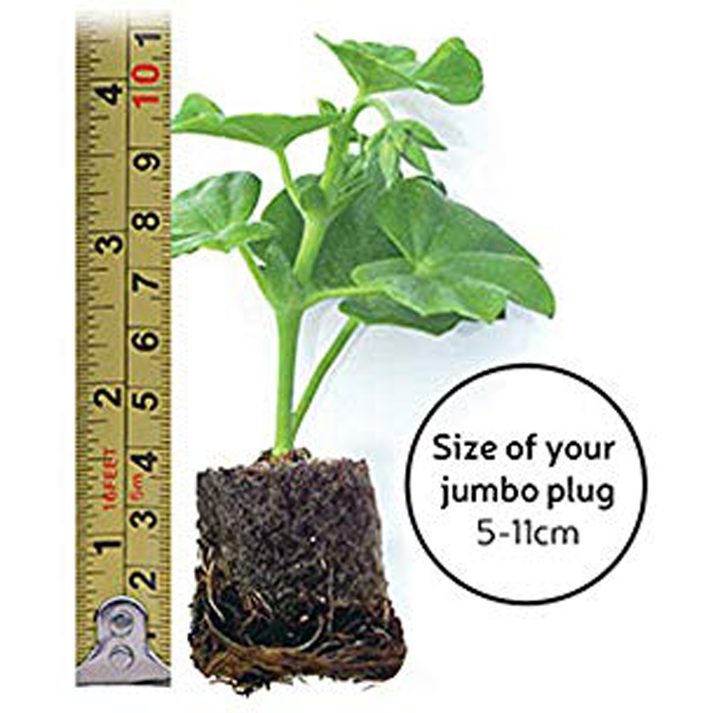 Thompson and Morgan Begonia Catrin Jumbo Plant Plug 10 Pack Image 4