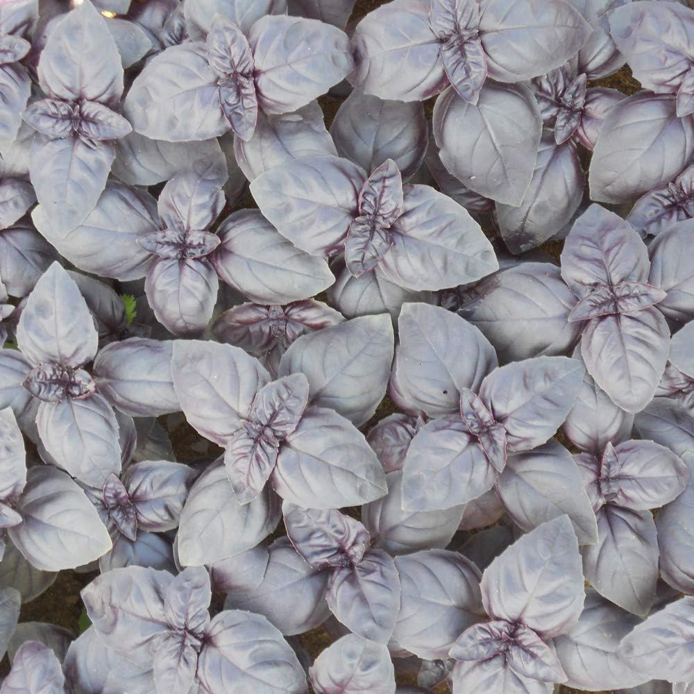 Thompson & Morgan Herb Basil Crimson King 150 Seeds Packet Image 2