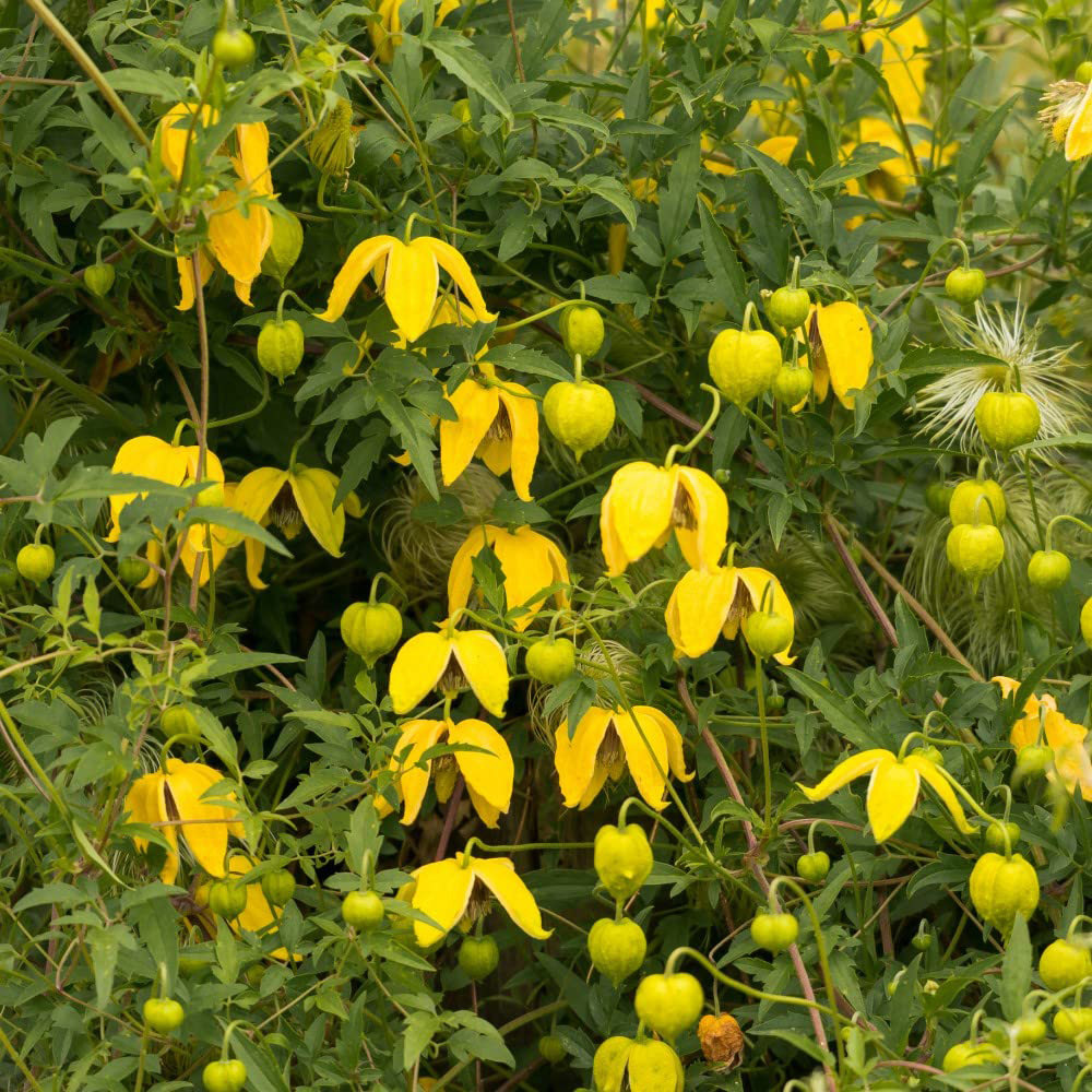 Thompson and Morgan Clematis Tangutica Plant Pot 1.7L Image 2
