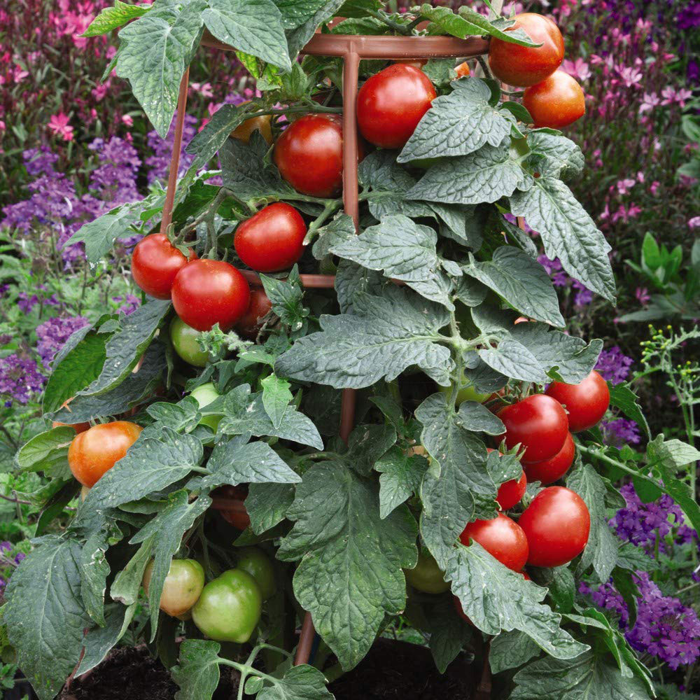 Thompson and Morgan Tomato Divinity Blight Resistant Variety Seeds Image 1