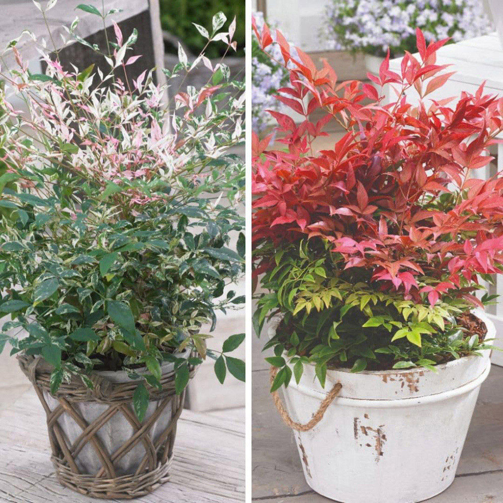 Thompson and Morgan Nandina Duo Plant Pot 9cm 2 Pack Image 1